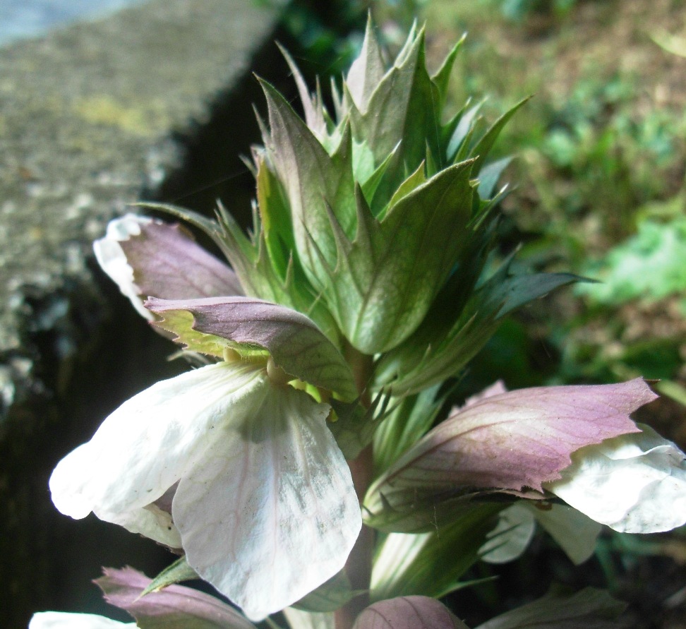 Acanthus mollis